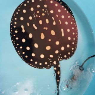 ポルカドットスティングレイ♂️