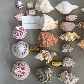 沖縄県の中古貝殻が無料 格安で買える ジモティー