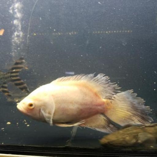 熱帯魚あげます 引き取り限定 Taku 滋賀里のその他の中古あげます 譲ります ジモティーで不用品の処分 熱帯魚あげます 引き取り限定 Taku 滋賀里のその他の中古あげます 譲ります ジモティーで不用品の処分