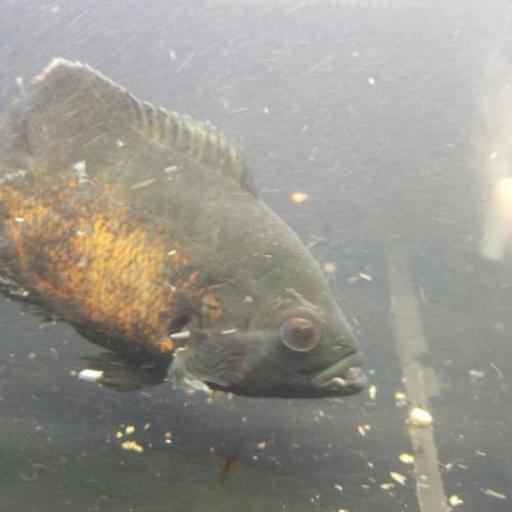 熱帯魚あげます 引き取り限定 Taku 滋賀里のその他の中古あげます 譲ります ジモティーで不用品の処分 熱帯魚あげます 引き取り限定 Taku 滋賀里のその他の中古あげます 譲ります ジモティーで不用品の処分