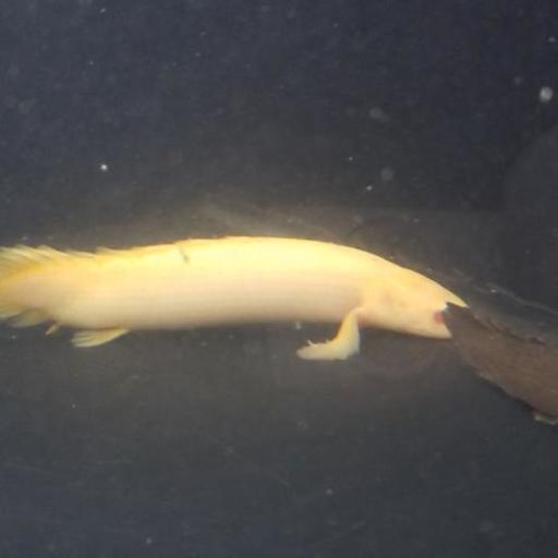熱帯魚あげます 引き取り限定 Taku 滋賀里のその他の中古あげます 譲ります ジモティーで不用品の処分 熱帯魚あげます 引き取り限定 Taku 滋賀里のその他の中古あげます 譲ります ジモティーで不用品の処分