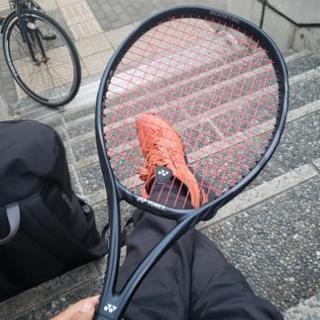 硬式テニスラケット YONEX人気モデル最新