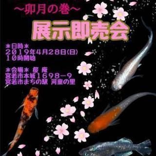 めだか展示販売会