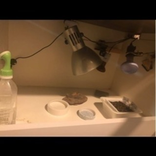 爬虫類  飼育ゲージ セット フトアゴ