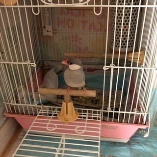 かわいい文鳥二羽