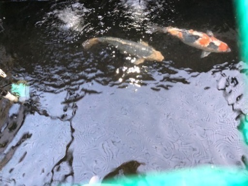 引き取り限定 錦鯉1匹2500円 ガブリエル 高砂のその他の中古あげます 譲ります ジモティーで不用品の処分