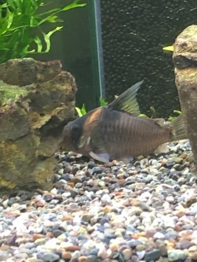 コリドラスレセックス3匹(熱帯魚水槽)生体