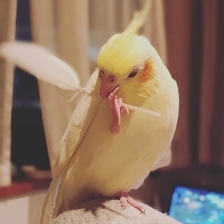 オカメインコ、コザクラインコ、セキセイインコ