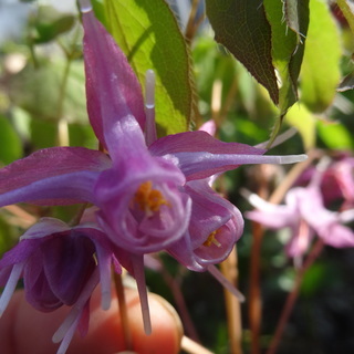 山野草　植物　花　イカリ草　ホタルブクロ  ガーデニング