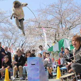 【来年GW】短期で稼げる　お猿とパフォーマンスの付き添いアルバイト