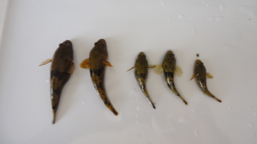 ドンコ Kenn 熊本のその他の中古あげます 譲ります ジモティーで不用品の処分