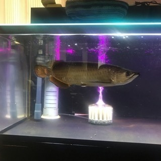 ノーザンバラムンディ 45cm