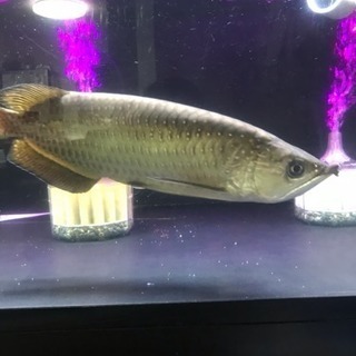 ノーザンバラムンディ 45cm