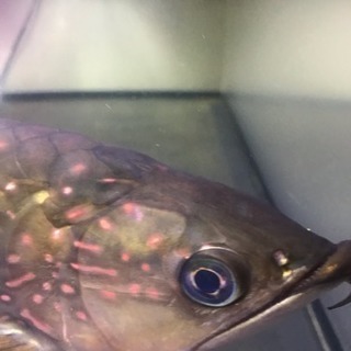 ノーザンバラムンディ 45cm