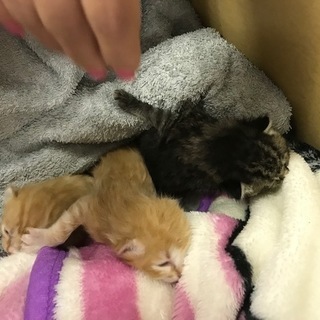 生後約20日。子猫三匹の画像
