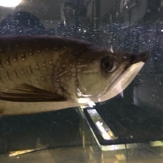 ノーザンバラムンディ 45cm