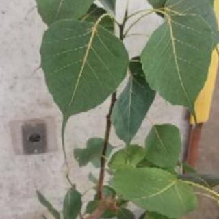 インド菩提樹 卸売り花問屋 昭和町の家具の中古あげます 譲ります ジモティーで不用品の処分