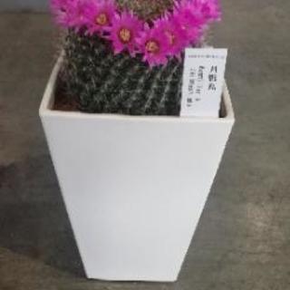 サボテン月影丸 卸売り花問屋 昭和町の家具の中古あげます 譲ります ジモティーで不用品の処分 サボテン月影丸 卸売り花問屋 昭和町の家具の中古あげます 譲ります ジモティーで不用品の処分