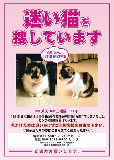 迷子猫の三毛猫みけこを必死で探しています いつもへそ天 市が尾の手伝って 助けての助け合い ジモティー