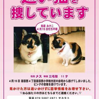 迷子猫の三毛猫　みけこを必死で探しています