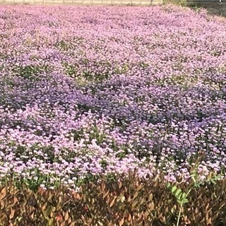 ✨✨新規グルチャメンバー募集🌸