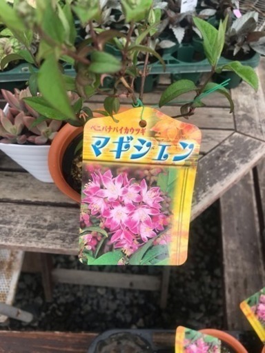 山野草４寸ウツギ３種 花遊瑞花 ナックル 北本のその他の中古あげます 譲ります ジモティーで不用品の処分