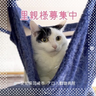 【里親募集】まだまだ人間慣れ途中！クールなはちわれ猫ちゃん