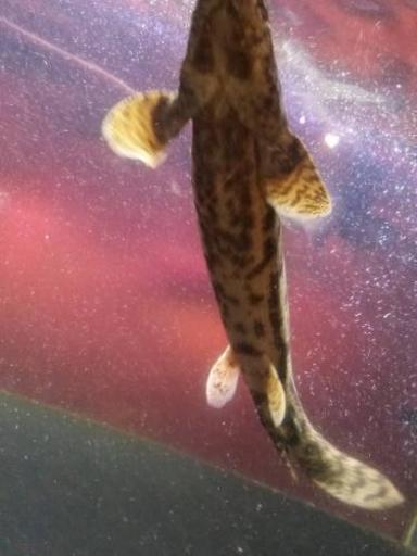 熱帯魚 1500×600×450 水槽セット エンドリ(腹ゴマ)2匹 エンドリセミ