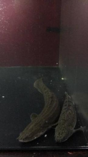 熱帯魚 1500×600×450 水槽セット エンドリ(腹ゴマ)2匹 エンドリセミ