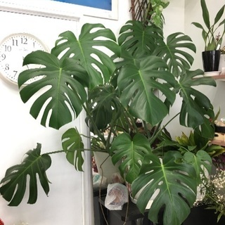 特大モンステラ