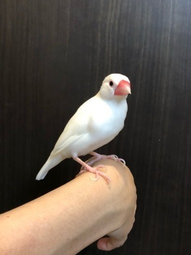 文鳥 オスメス