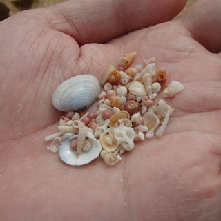  不思議で面白い貝殻の世界！海水浴に行くのが楽しみになる！微小貝...