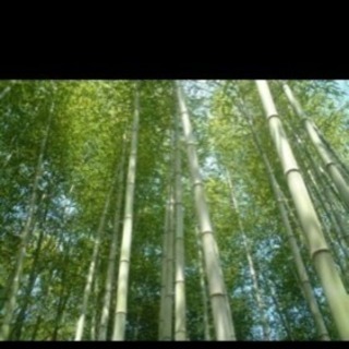 竹を伐採させてください。