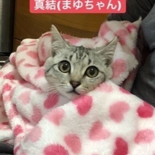生後半年未満の美猫さんです - 福岡市