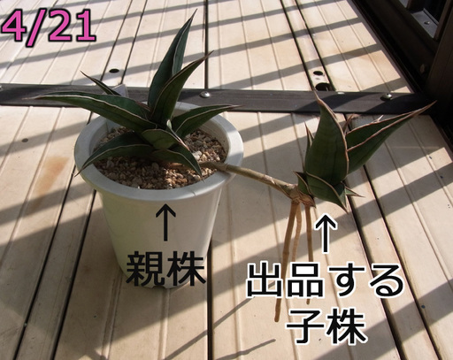 観葉植物 サンスベリア ピングイクラ Yanakazu 横浜のその他の中古あげます 譲ります ジモティーで不用品の処分