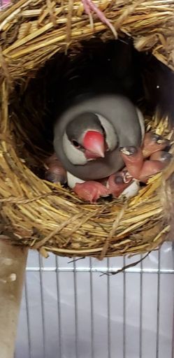 シナモン文鳥とシルバー文鳥の雛です ゆき 浜松のその他の里親募集 ジモティー シナモン文鳥とシルバー文鳥の雛です ゆき 浜松のその他の里親募集 ジモティー