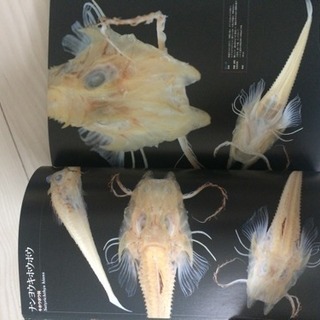 深海魚図鑑生物ビジュアル資料 Riviera 北24条の写真集の中古あげます 譲ります ジモティーで不用品の処分 深海魚図鑑生物ビジュアル資料 Riviera 北24条の写真集の中古あげます 譲ります ジモティーで不用品の処分