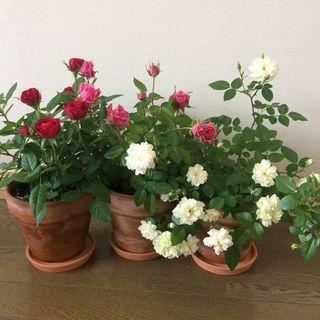 ミニバラグリーンアイス ８号 他 Mariko 石岡のその他の中古あげます 譲ります ジモティーで不用品の処分