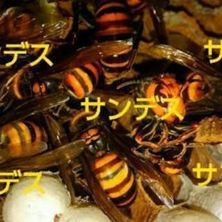 茨城県でのハチの巣駆除なら『便利屋サンデス』にお任せ下さい。