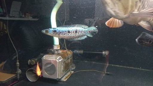 かなりキレイなフラワートーマン