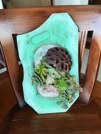 ウォール多肉