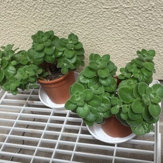 アロマティカス  観葉植物 2鉢 決まりました