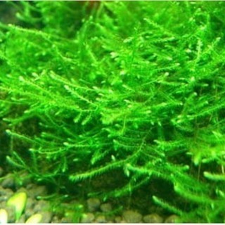 🍀水草 ウィローモス🍀 シュリンプ 水草 金魚 熱帯魚 アクアリ...