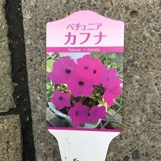 ペチュニア カフナ 多年草 花遊瑞花 ナックル 北本のその他の中古あげます 譲ります ジモティーで不用品の処分 ペチュニア カフナ 多年草 花遊瑞花 ナックル 北本のその他の中古あげます 譲ります ジモティーで不用品の処分