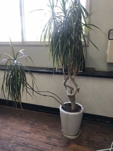 観葉植物 名前不明 Kedama 高松のその他の中古あげます 譲ります ジモティーで不用品の処分 観葉植物 名前不明 Kedama 高松のその他の中古あげます 譲ります ジモティーで不用品の処分