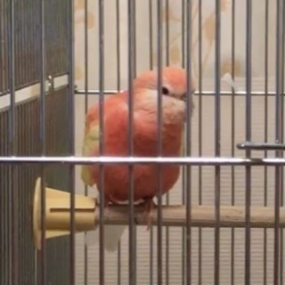 アキクサインコ