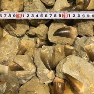 化石発掘体験 水晶割り体験実施中 9kaseki 各務原のその他のイベント参加者募集 無料掲載の掲示板 ジモティー