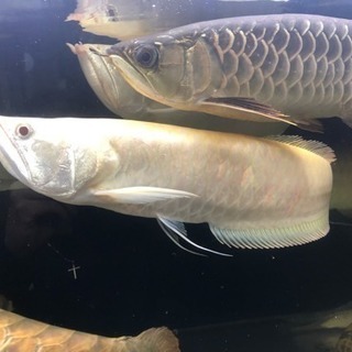 値下げ！アルビノシルバーアロワナ 43㎝+-#アロワナ#古代魚#大型魚