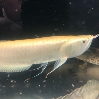 値下げ！アルビノシルバーアロワナ 43㎝+-#アロワナ#古代魚#大型魚