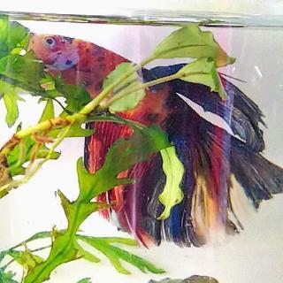 錦ベタ  鯉ベタ  コイベタ   ハーフムーン 錦ベタ 鯉ベタ コイベタ ハーフムーン